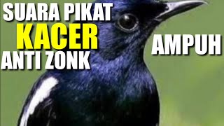 SUARA PIKAT KACER PALING AMPUH || KACER LIAR DAN BANDEL LANGSUNG RESPON | [2021]