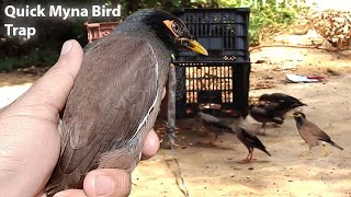 How to Quick Myna bird trap using plastic Box | DIY House Myna bird trap | myna bird trap at home