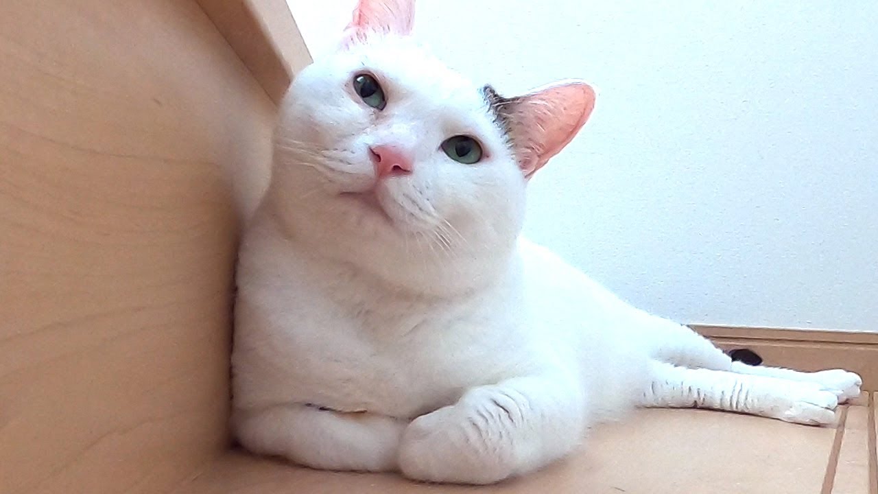 maxresdefault.jpg