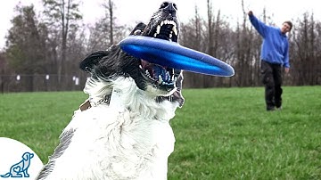 Learn To Throw Like A Disc Dog Pro *HINT* It
