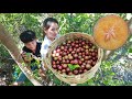Harvest ripe governors plum from the tree for spicy eating | Climb tree for fruit harvesting