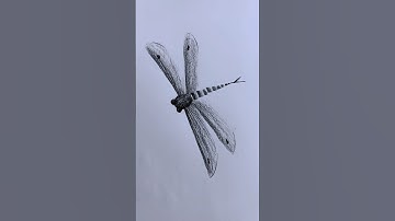 Dragonfly drawing easy #art #shorts #dragonfly