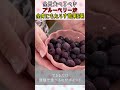 【全員食べるべき】ブルーベリーが全身にもたらす効果5選 #ブルーベリー #抗酸化作用 #認知症予防
