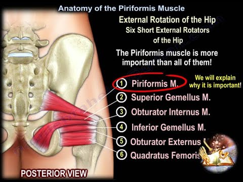 Understanding The Origin of Piriformis Syndrome and Sitting