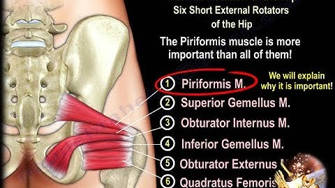 Anatomy of the Piriformis Muscle - Everything You Need To Know - Dr. Nabil Ebraheim