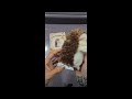 Adorable hedgehog repeats what you say and is so much fun!