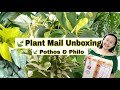 PLANT MAIL UNBOXING | 6 Different Varieties of Pothos and a Philodendron | MARY ROSE MONSES