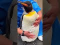 Why can&rsquo;t you pet penguins?