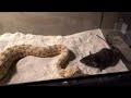 Horned Viper Live Feeding Double Tag!