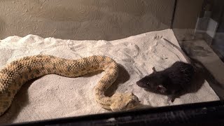 Horned Viper Live Feeding Double Tag!