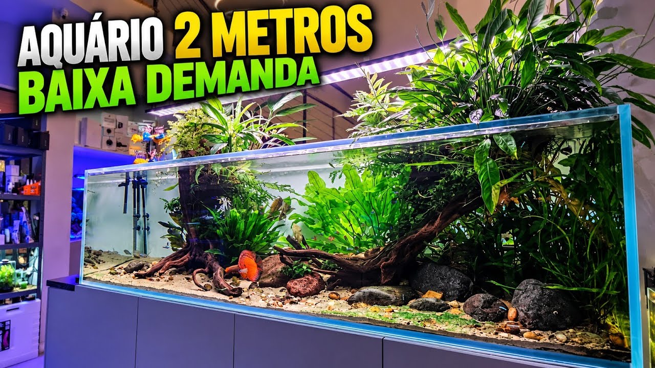 200X70X60 (840L) AQUARIUM WITH LOW-TECH PLANTS - YouTube