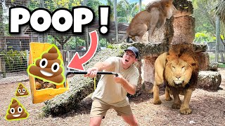 Poop Scooping The Lion Den ! Lions, Jaguars, Tigers !