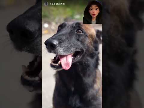 الكلب الجدع مضحك مواقف طريفة ومضحكة كلب Dog 