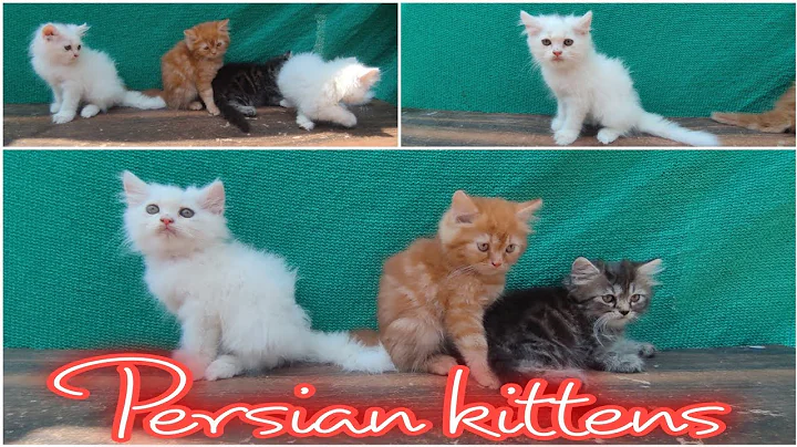 Watch the video about Persian Kittens At Syeds Farm | Colourful Persian Kittens In Hyderabad | #persiancat #7981138047