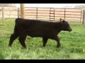 Shatto Show Cattle