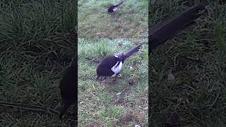 Curious Mr. Magpie Foraging in the Grass | Amazing Bird Behavior Up Close