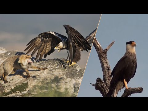 Каракары – самые