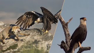 Каракары – самые дерзкие и наглые птицы! Воруют птенцов и нападают на ЖИВОТНЫХ!