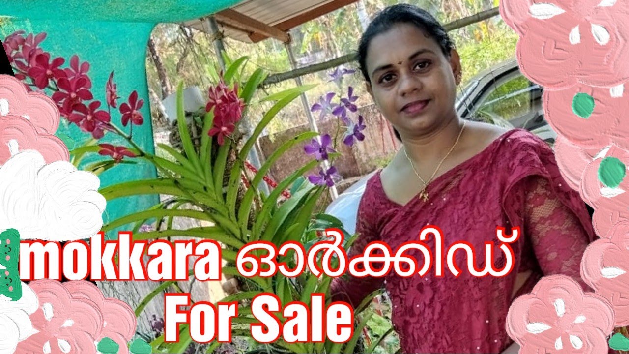 Mokkara Orchids for Online Sale/Plant Care. #mokara#plants#orchid#