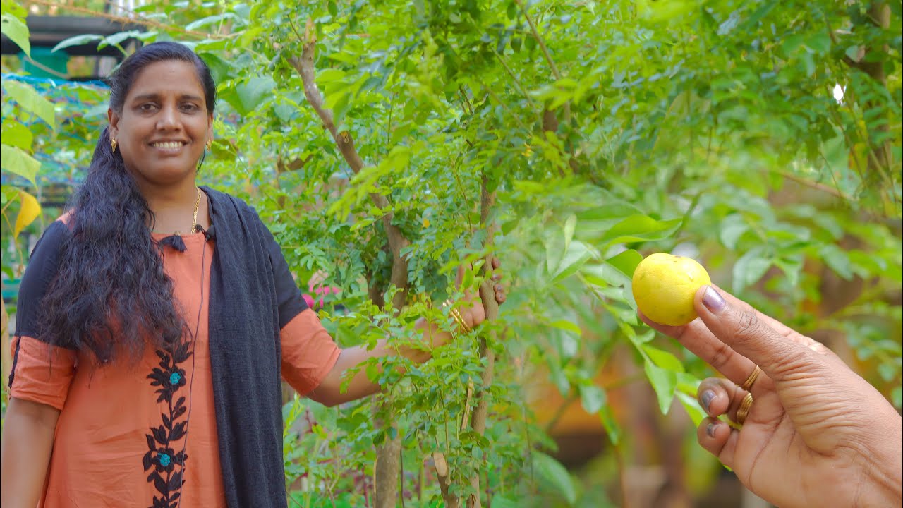ഒരു നാരങ്ങ മതി കറിവേപ്പ് കാടു പോലെ വളർത്താം | Curry leaves Krishi Malayalam