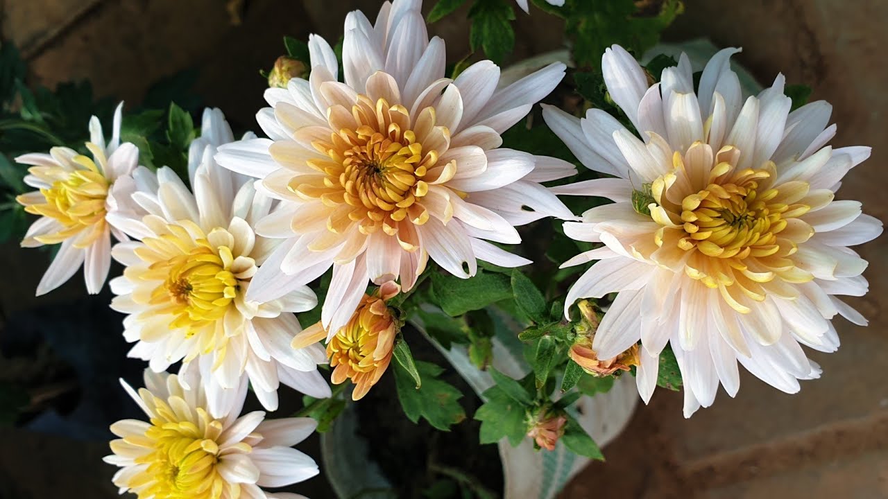 Best Winter Plants to Buy from Nursery Must Have Winter Plants