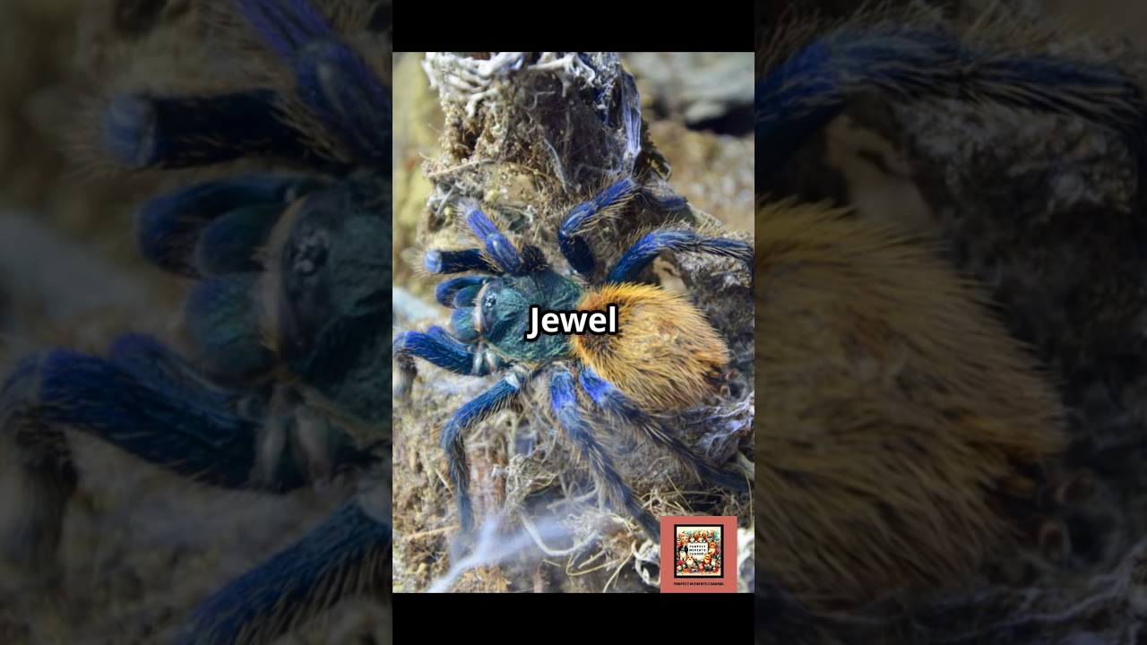 Top 10 Most Colorful Spiders You Won't Believe Exist! 