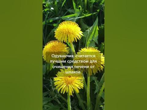 🌿Эти травы очищают нашу печень. - YouTube