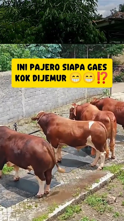 S4mp4i s44t ini s4y4 g4k t4u puny4 s4pi seperti ini #sapi #cow #sapisuper #peternakmuda