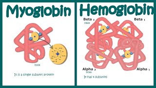 Hemoglobin and myoglobin in their （以下本文）