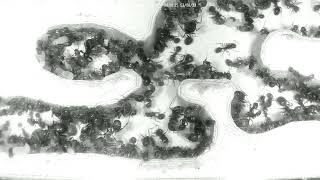  Nest Day 865 2 Messor Barbarus Ant Farm  Diary