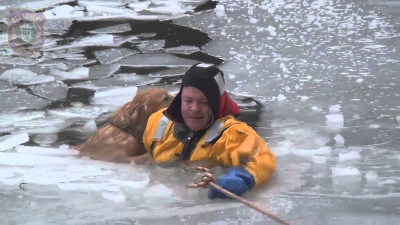 Dog rescued from Charles River by firefighters YouTube