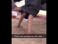 كلب بزرنجي كلب بزرنجي