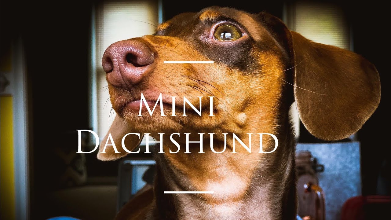 8 weeks old mini Dachshund first day at home