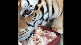 Rimueng-Harimaupanthera Tigris Lagi Makan Saja Suaranya Ngeri,Apalagi Jika Marah