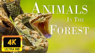 Animals In The Forest 4K | Scenic Relaxation Film | Animals That Call The Jungle Home,Rainforest