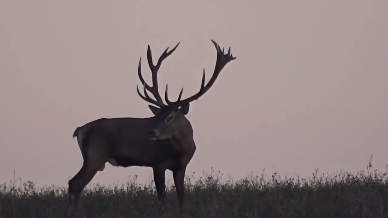 Selection of videos-Red stag