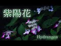 大和の花動画「紫陽花」Hydrangea＜あじさい手鞠花＞