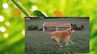 Twirlywoos This Way That Way Twirlywoos