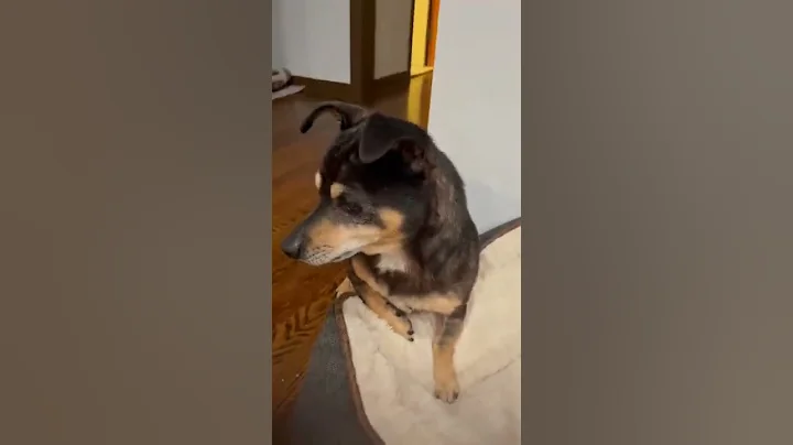 Watch the video about Miniature Pinscher Worries about Blue Russian Cat Getting ball