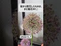 【アリウム】花が終わりそう！#shorts