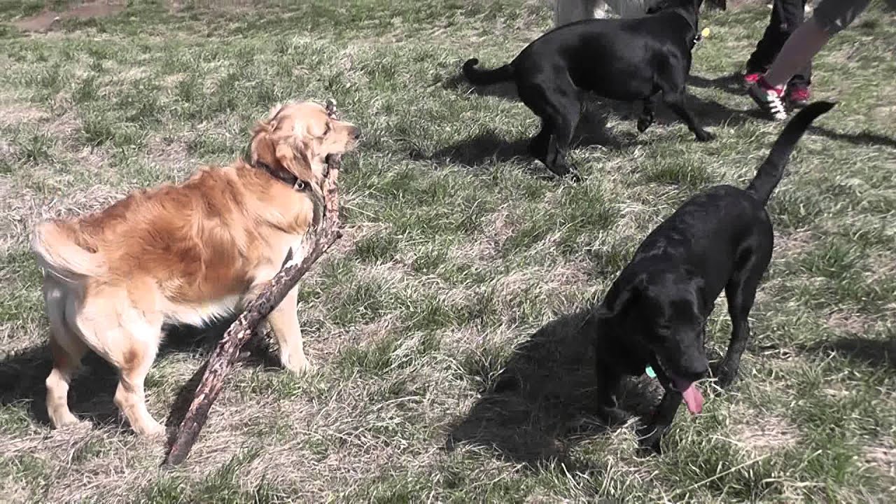 Dog Channel 00318 YouTube