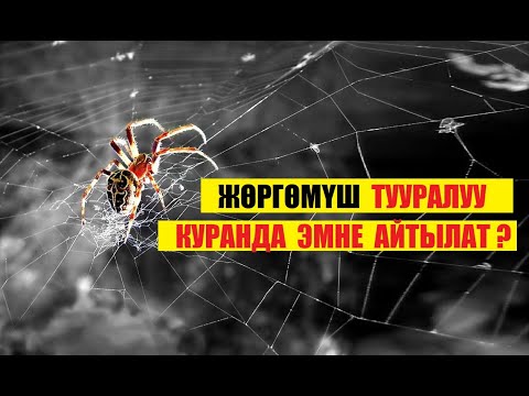 Video: Жөргөмүш мүчүлүштүкбү?