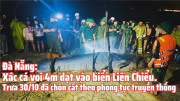 Đà Nẵng: Xác cá voi 4m dạt vào biển Liên Chiểu. Trưa 30/10 đã chôn cất theo phong tục truyền thống