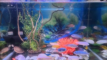 Hồ cá Ali nuôi cùng Rùa bụng hồng tại Ú Ù P.S CPC 