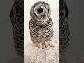 ご飯のお時間　#フクロウ #owl #shorts