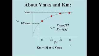 150 Graphing Enzyme Kinetic Data