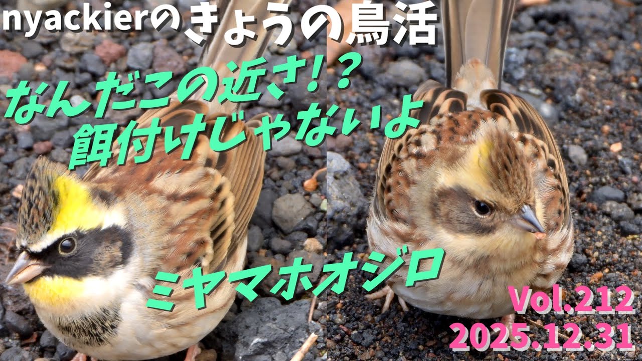 【野鳥】 nyackierの今日の鳥活 Vol.212　2025年12月31日　富士山麓　なんだこの近さ!? 餌付けじゃないよ　ミヤマホオジロ　など10種の野鳥