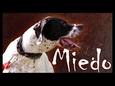 Video: Entendiendo los períodos de miedo en los perros