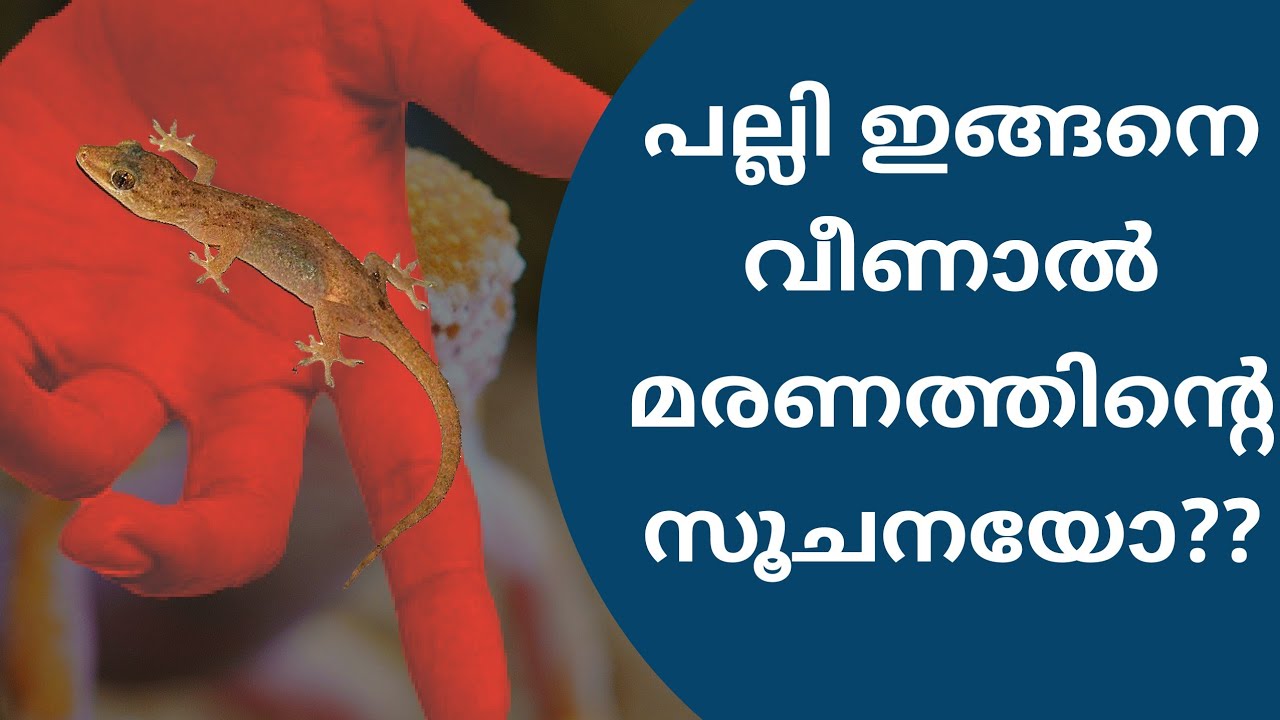 പല്ലി ശരീരത്തിൽ വീണാൽ ഉള്ള ഗുണങ്ങളും ദോഷങ്ങളും