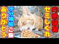 灼熱 猛暑 セミしぐれの中 猫たちに水分補給とご飯を届けにいくと・・・ さくらねこたちへのエサやり【視聴だけでも猫を助けることになります】支援者様 視聴者様 猫たちに神のご加護を！野良猫の感動猫動画